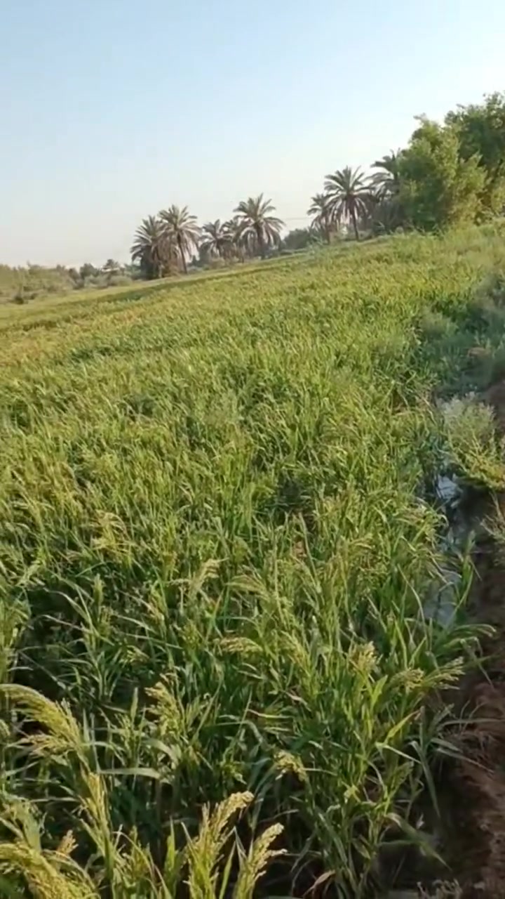*🌴 للبيع مزرعة 30 دونم في بابل - الحمزة الغربي 🌴*
*📍 الموقع المميز: منطقة الخمسية - قرب معمل السكر (شركة الاتحاد)*

فرصة ذهبية للسكن والاستثمار الزراعي في واحد من أخصب مناطق بابل.

المواصفات الكاملة:
✅ المساحة: 30 دونم طابو زراعي مضمون
✅ تحتوي على  بيت سكني 
✅ تحتوي على النخيل خستاوي وزهدي 
✅ تربة خصبة صالحة لزراعة كافة المحاصيل  (حنطة، شعير، جت، خضروات)
✅ الماء متوفر + كهرباء + طريق واصل للقطعة
✅ قريبة من معمل سكر الاتحاد - موقع استراتيجي وخدمي
✅ تصلح للزراعة، تربية المواشي والدواجن 

المزرعة جاهزة ومستثمرة، ما تحتاج مصاريف، فقط باشر شغلك.

 السعر مناسب جداً
للاستفسار والاتصال:***********
هذا فيديو من محصول الصيفي الدخن 

#بابل #الحمزة_الغربي #الخمسية #اراضي_زراعية #للبيع #مزرعة #معمل_السكر #شركة_الاتحاد
