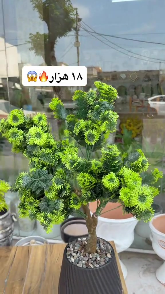 نص بالصور • ديكور • حديقة