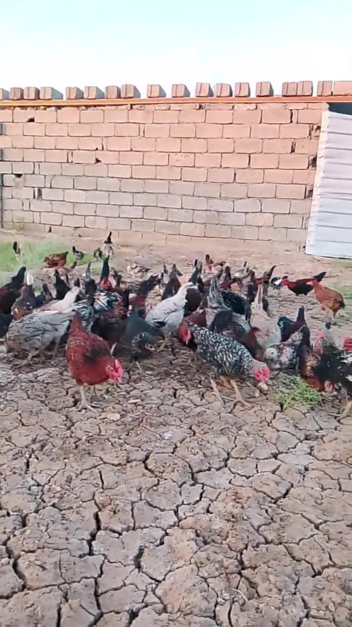 سلام عليكم فراريج عرب البيع العدد 20 + خمسه وتلاثين ديج + العمر ربعه شهر + دندراوي فراريج 25 + ٨ ديج العمر ثلاثه شهر+ العنوان بغداد التاجي *********** الهاتف ***********
