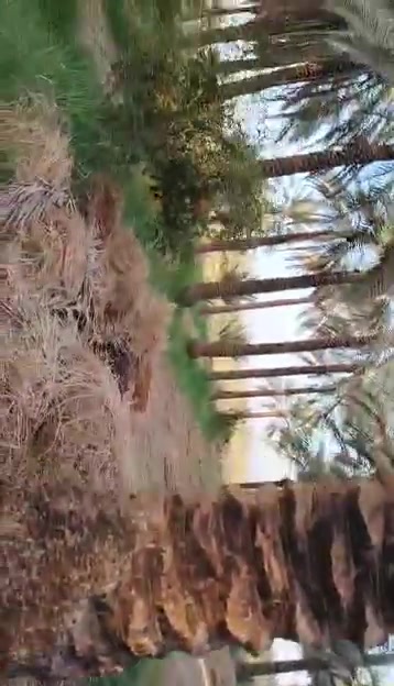 الطارمية • بستان نخيل ورمان • ٦ دونم