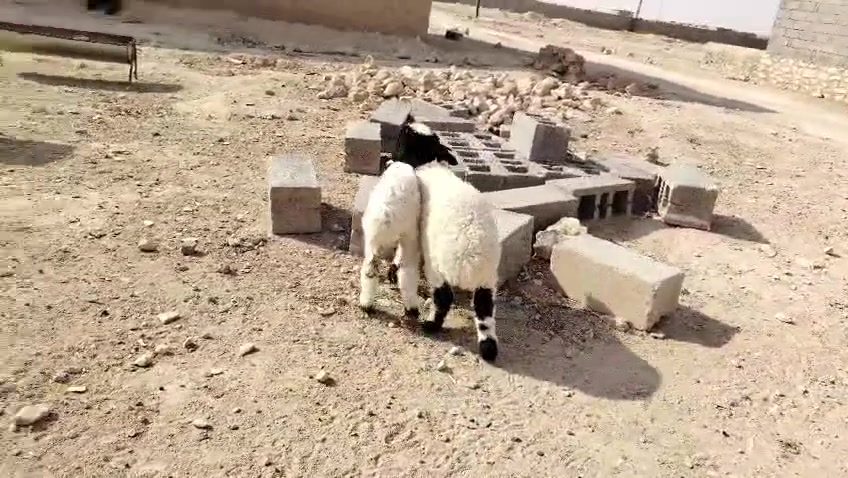 خرفان • ع الحليب والعلف • حديثه