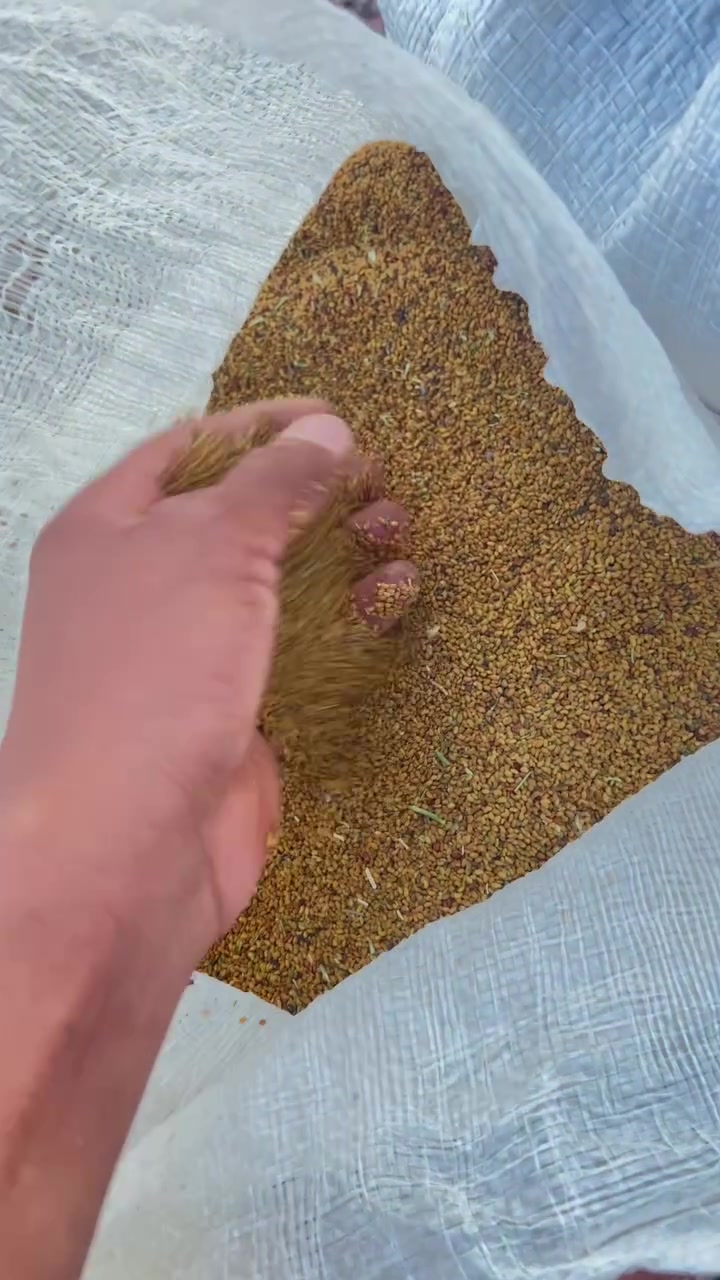 السلام عليكم جت بذور درجه اولى بس حبايت الجت شرط الكميه مفتوحه سعر الكيلو ١٤ والشراي بيه خير ويدلل 

للاستفسار اتصال***********

