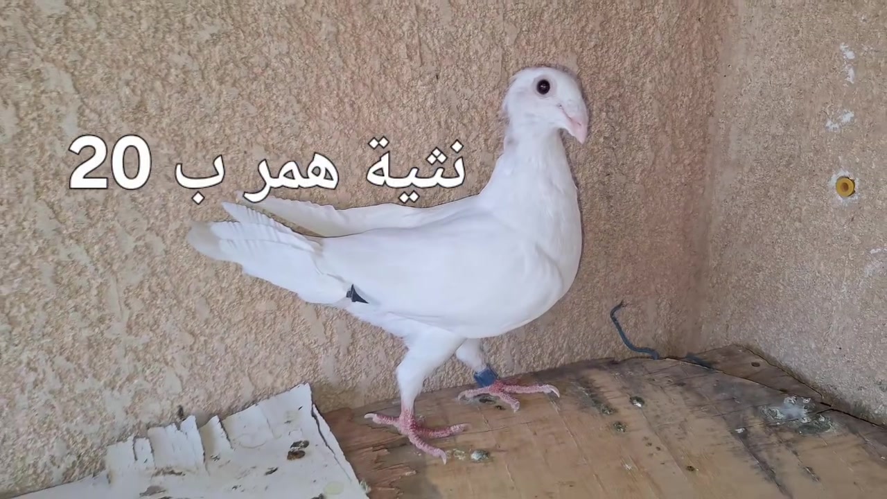 تكريت القادسية قطعه 500
***********
