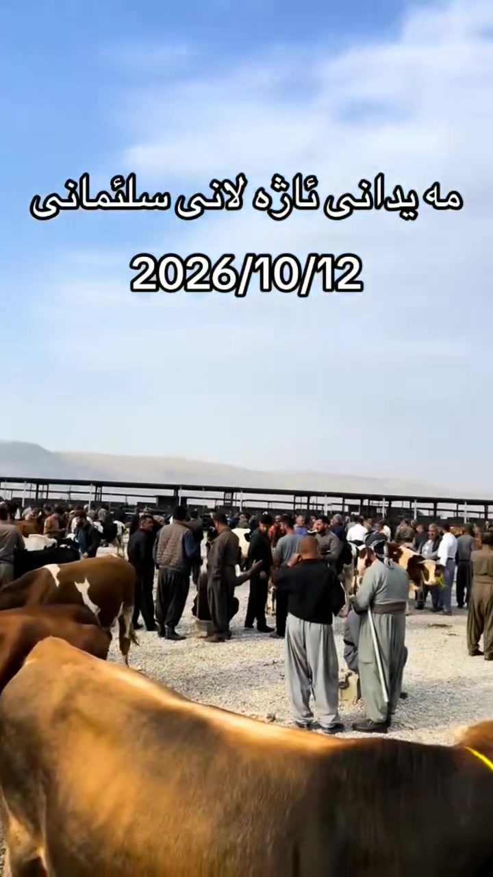 إعلان مجاني • مواشي • بيع سريع
