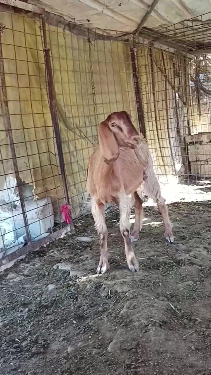 شكره خشنه حلوه مال ربط سعرها 165 المكان حديثه الحقلانيه 
***********
