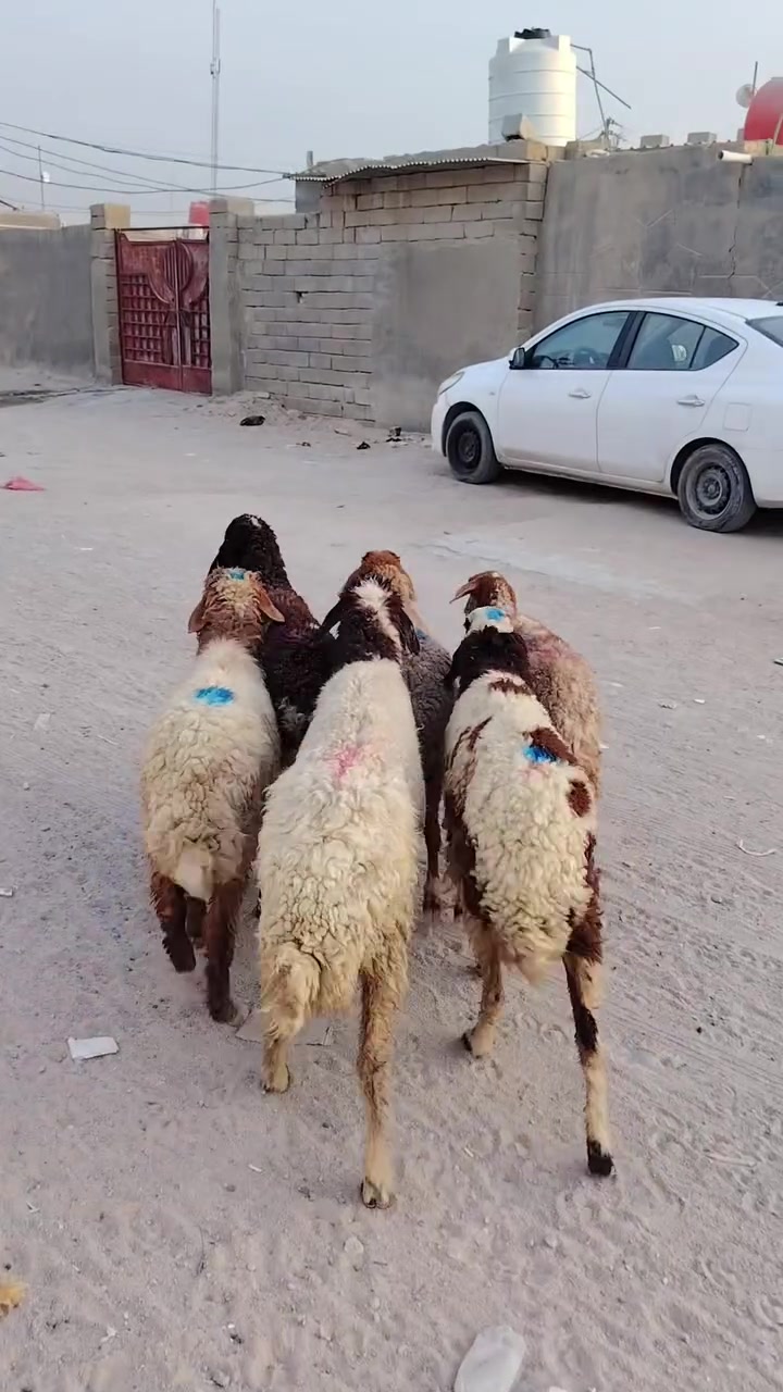 نعجات حوامل • ٦ • توصيل