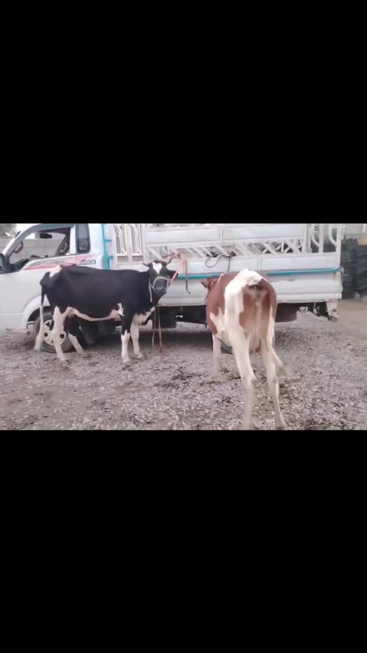 اباجير • غريت النايفه • رقم واحد