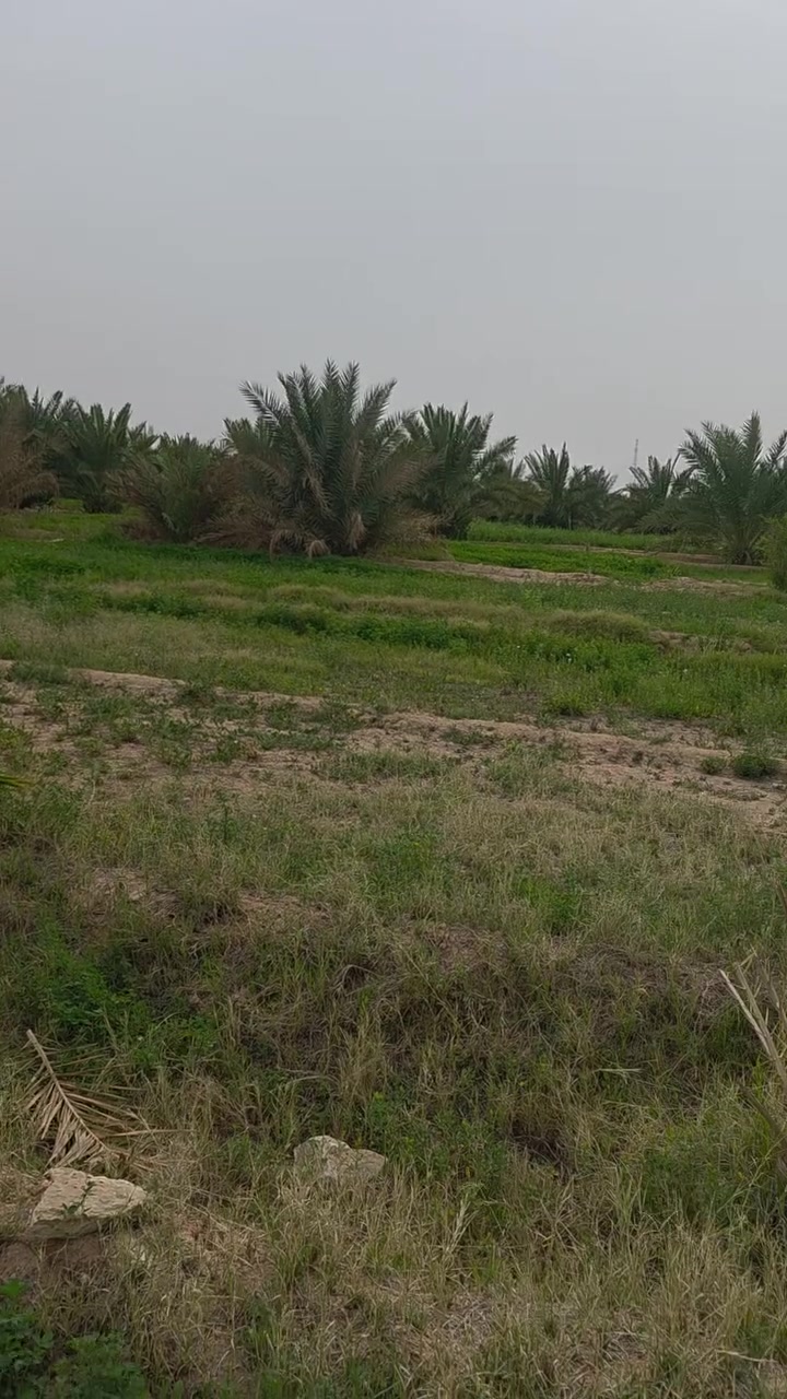السلاام عليكم مزرعة 100دوم للبيع بيه 4 بياره جاهزه و مرشة ام 60 ونخل و بيت وحقل كلش جبير مال ربط هوش  
موقع المزرعه للنجف طريق الغازيه تعبد 50 كليو عن المدينه الصناعيه ***********

