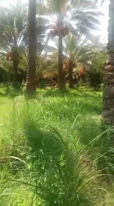 السلام عليكم 14دونم  بستان كامل حمال طابو زراعي سند 25 جميع الحمضيات والنخيل
نهرهن وحيدهن موطورات بيهة عدد2واحد على كهرباء واحد على كاز سعر دونم 45
المكان الصويرة استفسار ***********
