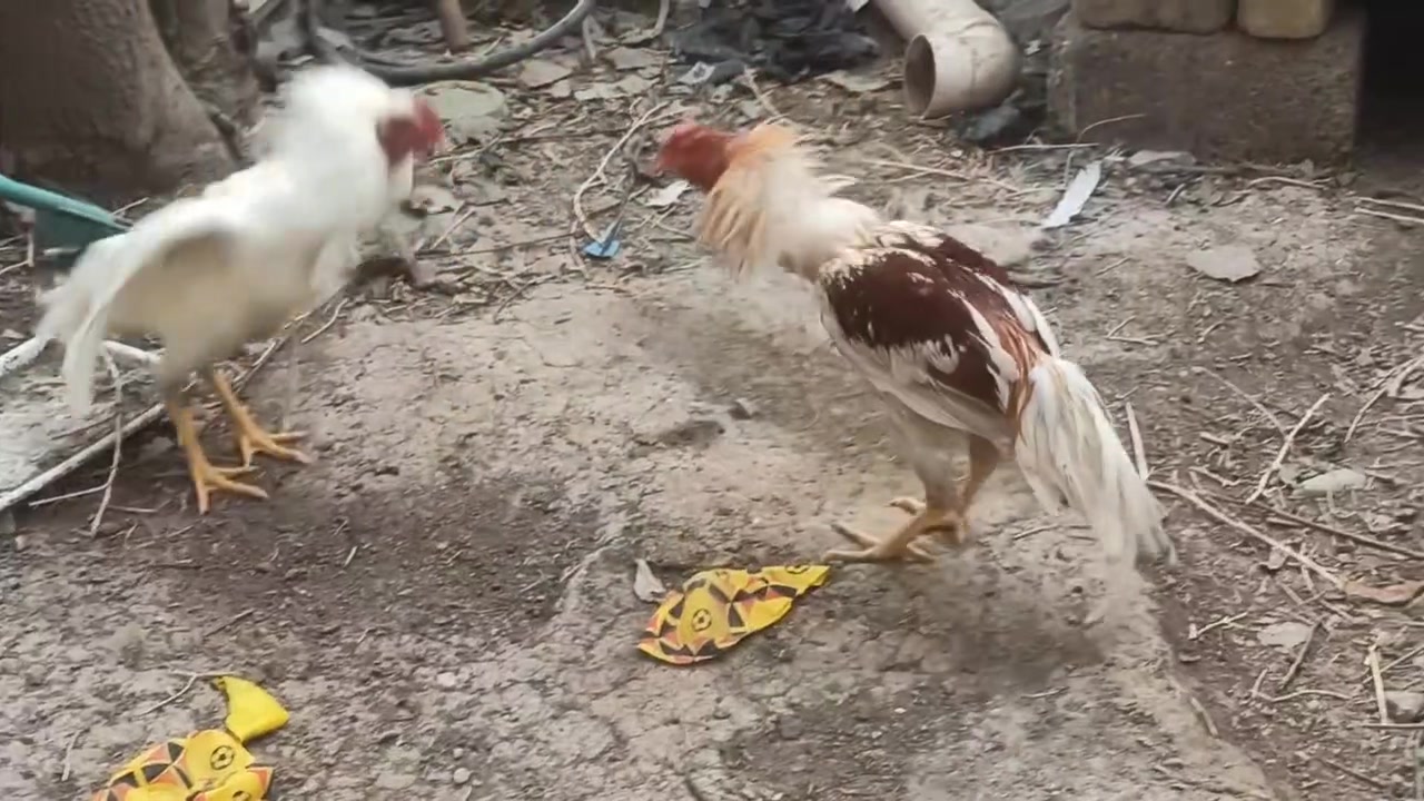 ديج هندي • مضرب • أحمر
