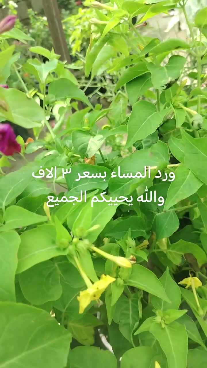 ورد المساء • شتلات ورد • مشتل البشائر