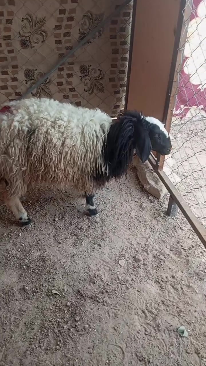 دجه مفوله • توصيل • بروانه الشرطه