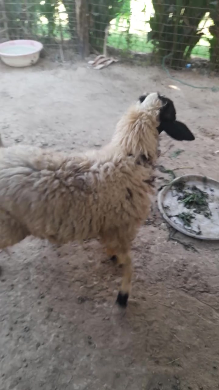 طلي سمين • الصويره • حي الاسرى الزراعي