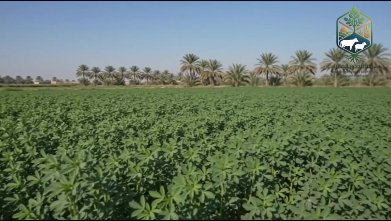 بدائل زراعة الحنطة وتجنب التظاهر أمام دوائر الدولة للمطالبة بالمستحقات
