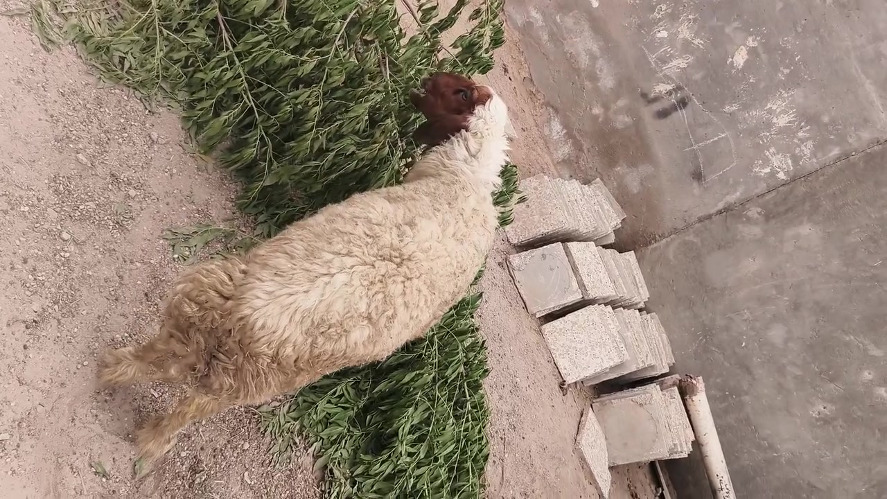 نعجه • سمينه • للنذر