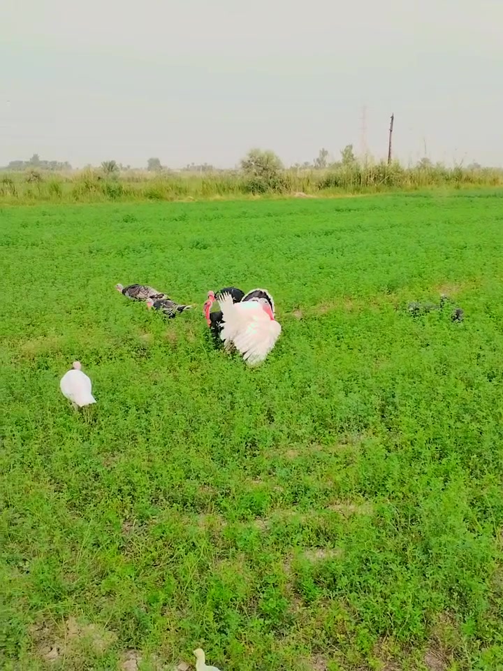 الطيفيه • متاح