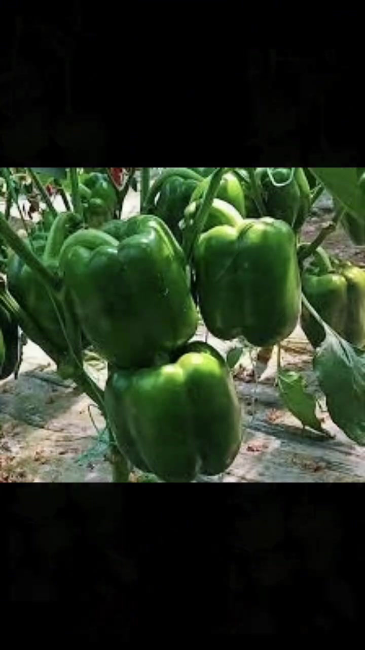 صنف (كاسترو) 🫑🫑
✅من اقوه الصناف الموجوده 
✅يمتاز بمقاومة المراض 🦠
✅يمتاز بحجم مثالي لثماره وجدارهاا 🫑
✅تمتاز ثماره بالونهاا المميز المرغوبه تسوقين 🛒
✅صنف كاسترو لا توجد  تشوهت في ثمار🙅
✅الحل الأمثل للمزارعين 🧑‍🌾

…..(نجاح زراعة غايتنا)
 شركة مواسم البلاد..

الاستفسار . *********** 
***********.

