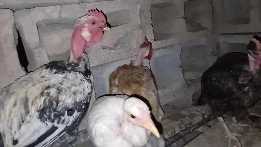 سلام عليكم عندي دجاج للبيع ام ركيبه  بيهن كاركات وبيهن يبيضن سعر زوج ٢٥ قفل مكاني الديوم***********

