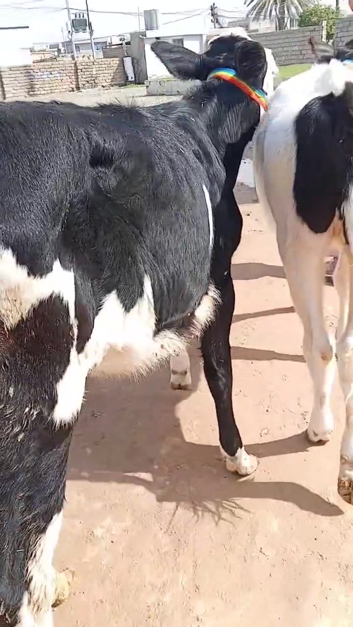 جوز حوليات • جنس اصليات • شرقاط قريه شكرا