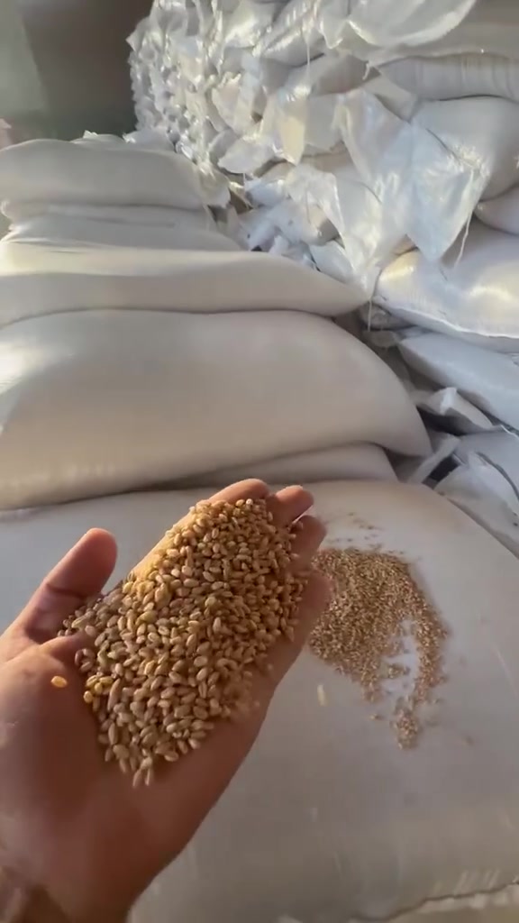 🌾 حنطة الوفية  🌾
مكتب محمد ضياء الزراعي

🔥 حنطة الوفية العراقية الأصلية 🔥

✅ إنتاجها عالي كلش - الطن يجيب طن ونص
✅ تتحمل ملوحة وتتحمل عطش
✅ ساقها قوي ما تطيح بالهوا
✅ حبتها ثكيلة وذهب صافي
✅ مرغوبة بالسايلو درجة أولى

📦 بذور مغربلة ونظيفة 100%
✅ نسبة إنبات 98% - مجربة ومضمونة

📍 بابل - الكفل - مقابل جسر الكفل
📞 ***********

#حنطةالوفية #حنطة #بذور #مكتبمحمد_ضياء #الكفل
