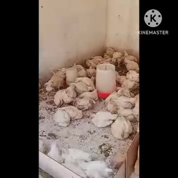 العنوان الحله حي الامام علي مقابيل لحوم حجي حسين الخفاجي بصف مشويات ابو اكرم
السلام عليكم ورحمه الله وبركاته 

فتحنه محل دجاج جمله مفرد 2750

مستعدون جميع الطلبات 

محل 

السيد حسين الفاضلي
*********** اتصل خط 
او واتساب 
واهلن وسهلان بيكم وشرفتونه
