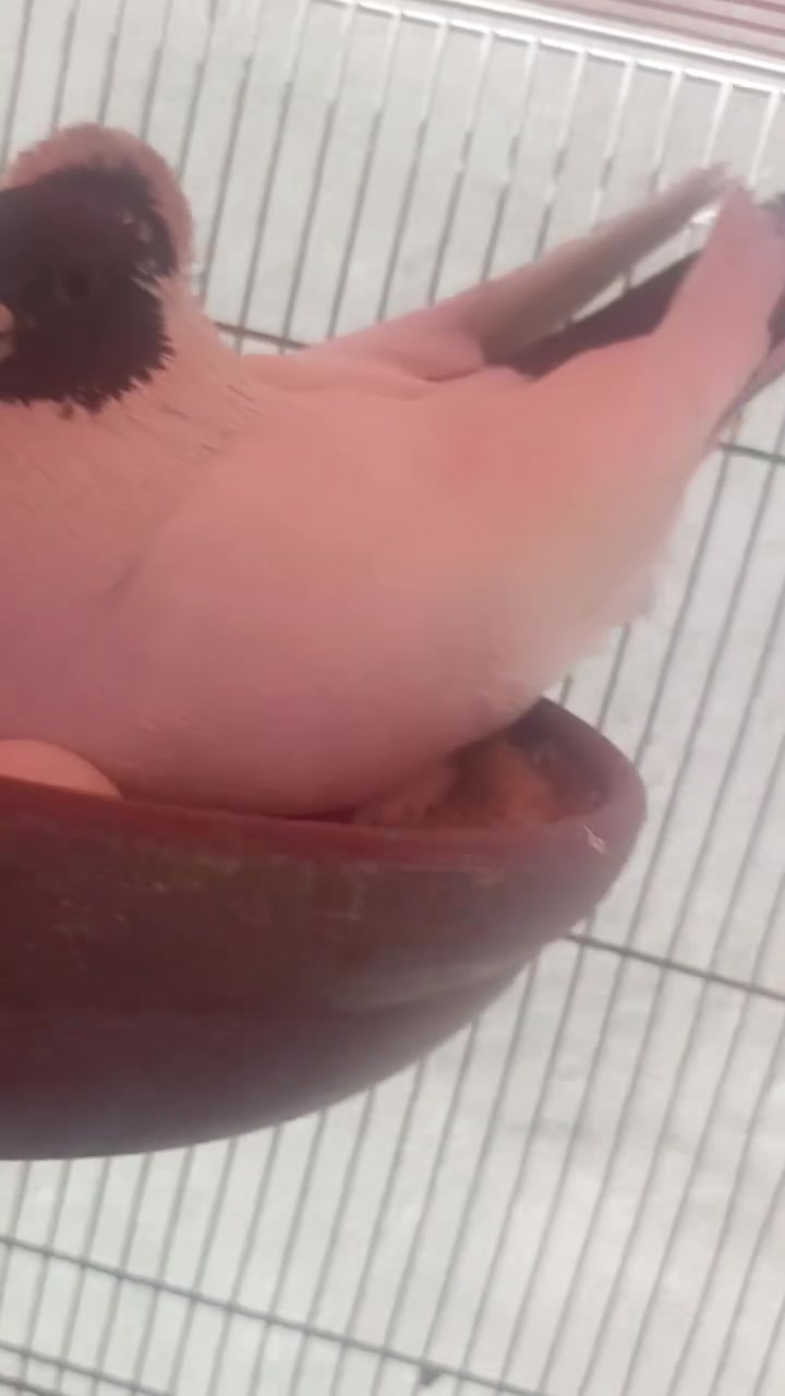 قفل