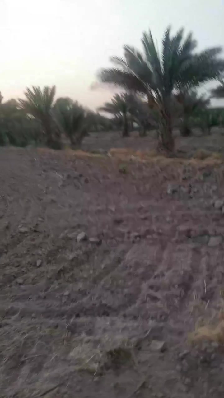 يعلن مكتب دار السلطان للعقار
عن فرصه لاصحاب الذوق العالي عن بيع ارض زراعيه المساحه 3دونم و900 متر 
في منطقة الورديه خارج أقرب نقطه داله مستوصف  البومساعد يبعد عن الشارع العام حوالي كيلو متر 
خدمات كامله ماء سقي وماء أسالة وكهرباء وتبليط 
وتوجد فيها نخيل متنوع 
حوالي 137 نخله مكتومي وبرحي وبريم ويوجد حوض ماء كبير ومرشات السقي تحويل مباشرتا من المالك سعر الدونم الواحد 110 مليون وقابل للتفاوض 
الاستفسار الاتصال على الرقم ***********
بأدارة رائد ابو شهد
