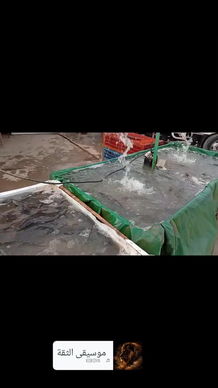 سمك حي • ٣ كيلو • حي الحسين