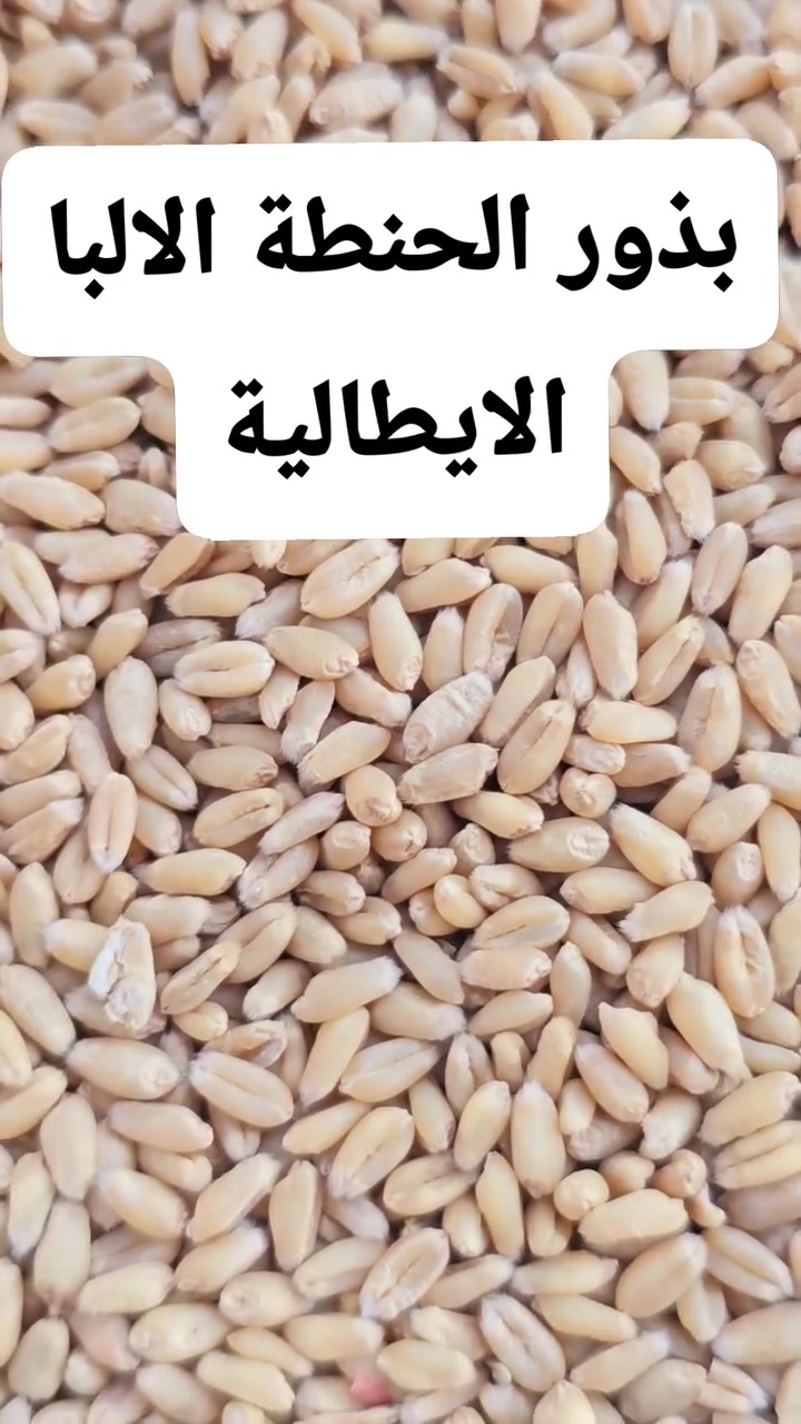 بذور حنطة • بنت المغلف • كركوك