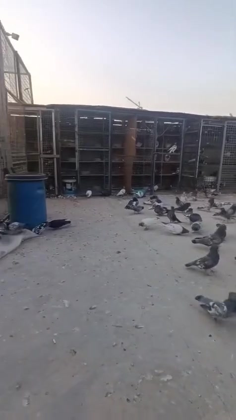 لبيع بغداد ابو غريب العدد ٢٥تك *********** وتساب
