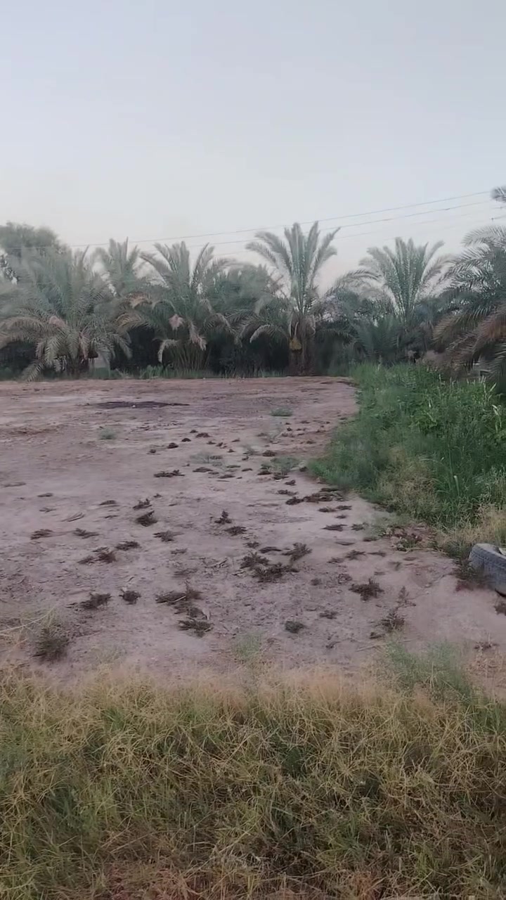 شكرا لصاحب الكروب بستان سند ٢٥ صافي سبعة دونم على شارع بغداد ٣٠٠ مخدومة درجة اولة النخل البها نادر سقي معلق خطين وطني بيها وبيت وحديقة راقية مفرگ العطيشي ***********
