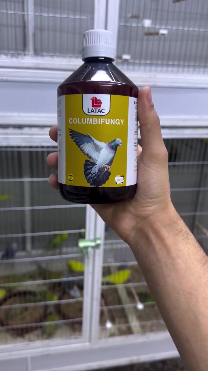 Columbifungy 
منتج إسباني من شركة latac

يُستخدم هذا المنتج بشكل أساسي للوقاية من الأمراض الفطرية وعلاجها، مثل داء المبيضات (الكانديدا) وداء الرشاشيات (الأسبيرجيلوس). يتميز المنتج بكونه يحتوي على مستخلصات نباتية طبيعية مثل زيت الأوريجانو ومستخلص بذور العنب. 

 
يستعمل كمضاد فطري طبيعي: يساعد في حماية الطيور من الفطريات بأمان.
يساهم في رفع مناعة الحمام وتحسين صحته العامة.
مقاومة الإجهاد مفيد خلال فترات الضغط مثل المسابقات، التزاوج، أو فترة تبديل الريش (القلش)

الاستخدام
20 مل في لتر ماء 

الحجم 1000 مل ///// السعر 45 الف
الحجم 500 مل/////// السعر 35 الف 

الحجز تواصل خاص 
***********
***********
متوفر خدمه توصيل 🚚 توصيل 🚚 توصيل 🚚
