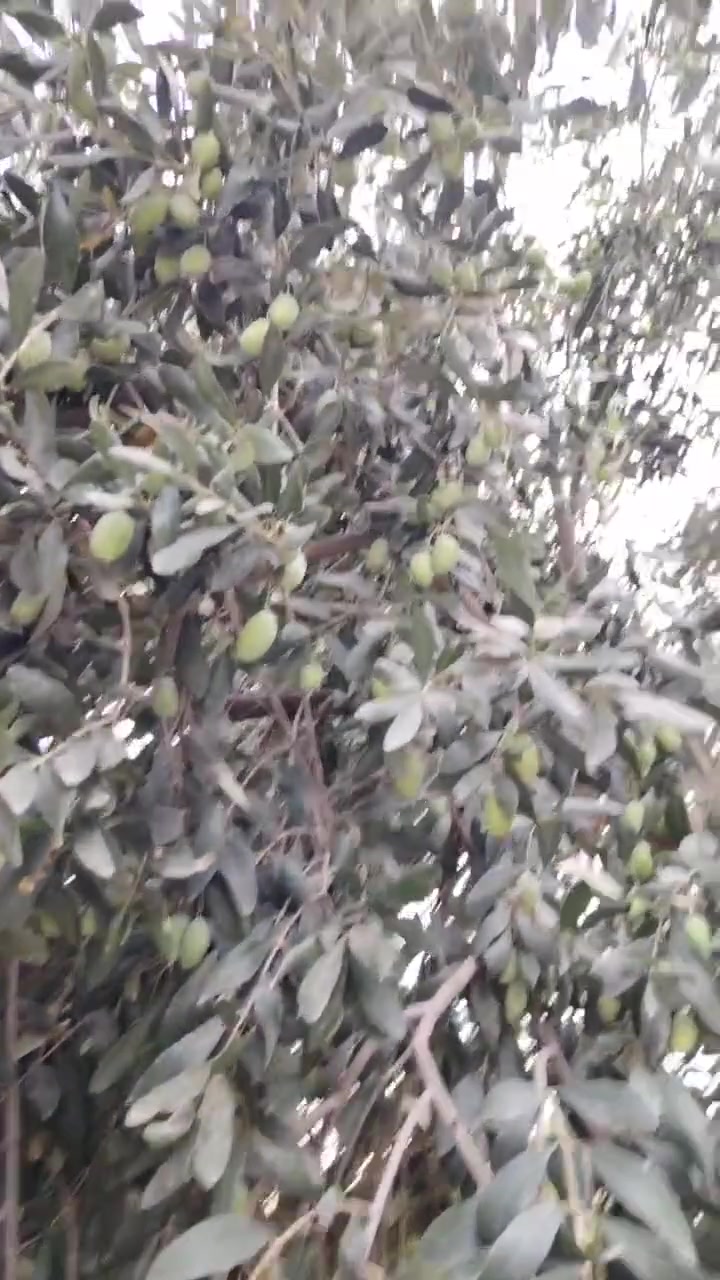 زيتون طازج • أربيل طريق الكمرك • واتساب