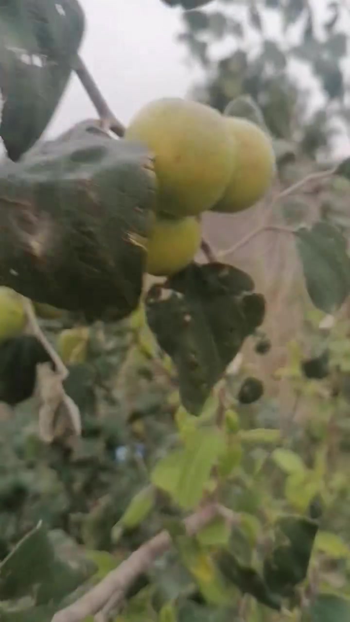 شتلات سدر • مطعم تفاحي • النجف الاشرف