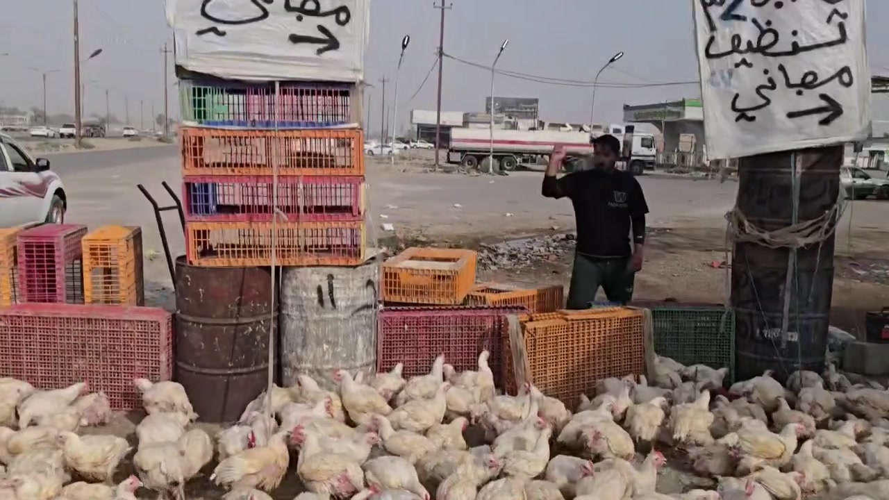 دجاج الديره • اليوسفيه • طعم طيب