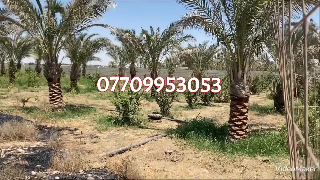 🌴 للبيع مزرعة مميزة – 6 دونم 🌴
📍 الموقع: صلاح الدين – قضاء العلم – الدبسة، على الشارع العام الجديد.

📜 طابو زراعي – سند 25 – تحويل مباشر

🔹 المزرعة مسيّجة بالكامل بسياج بلوك
🔹 تحتوي على بئر ومحولة كهرباء خاصة
🔹 55 نخلة برحي
🔹 بستان حمضيات يضم حوالي 400 شجرة
🔹 بيت صغير داخل المزرعة
🔹 اصطبل خيل قيد الإنشاء
🔹 موقع مميز جداً وعلى الشارع العام الجديد

💰 السعر مناسب وقابل للتفاوض للجادين

⭐ فرصة ممتازة للاستثمار أو الاستخدام الشخصي.

📞 للتواصل والاستفسار:
***********
