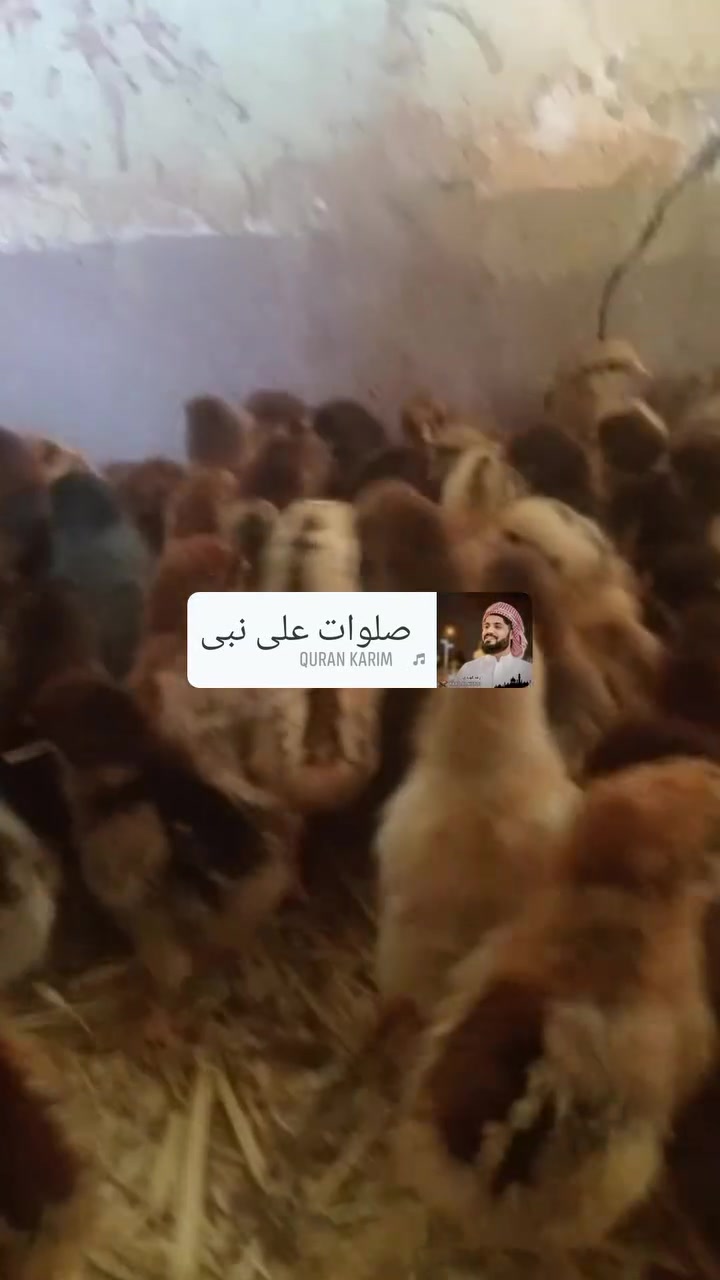 كتاكيت مزارع • صحي • حداقل ١٠٠