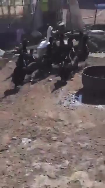 متوفر بش أمريكي العدد ١٣ مكان ناصريه مركز الهاتف ***********
