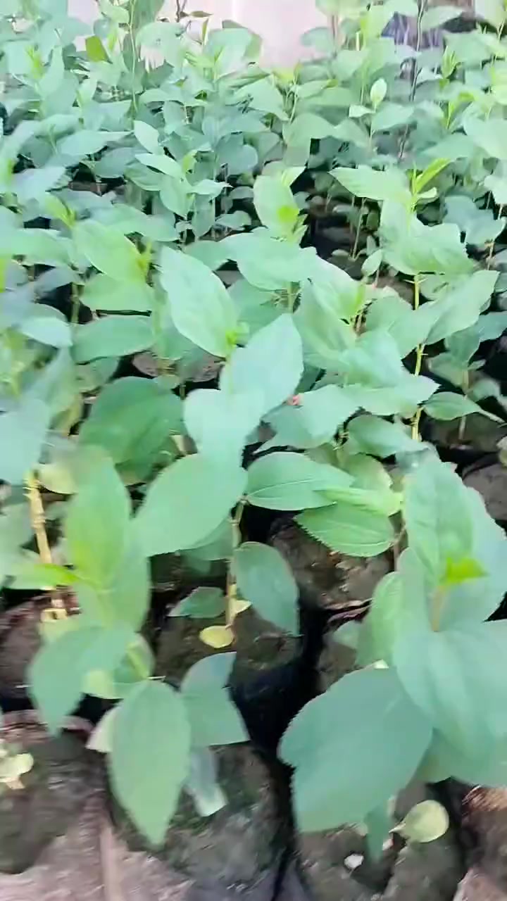 يتوفر لدينا شتلات نبك كما موضح بل فيديو وللتواصل على ***********
واتساب(***********,)
