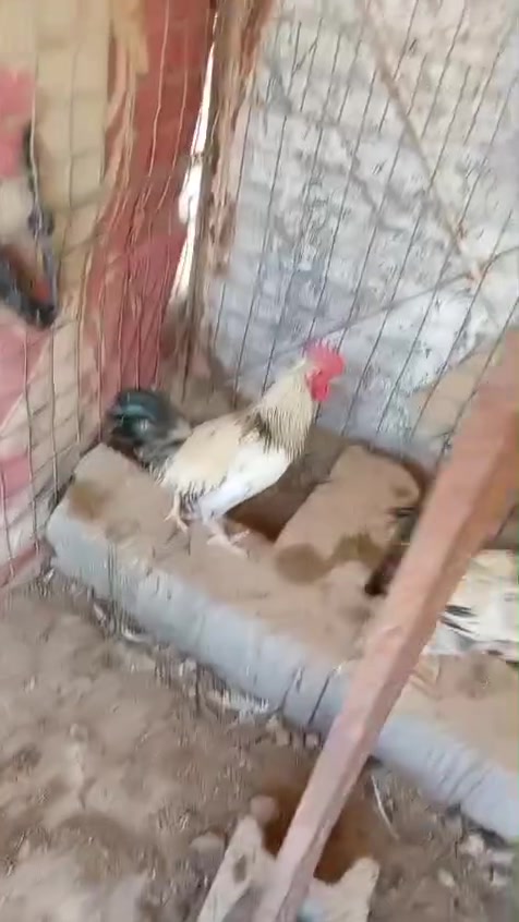 ديوكه عرب • عدد ٤ • بروانه الهضبه