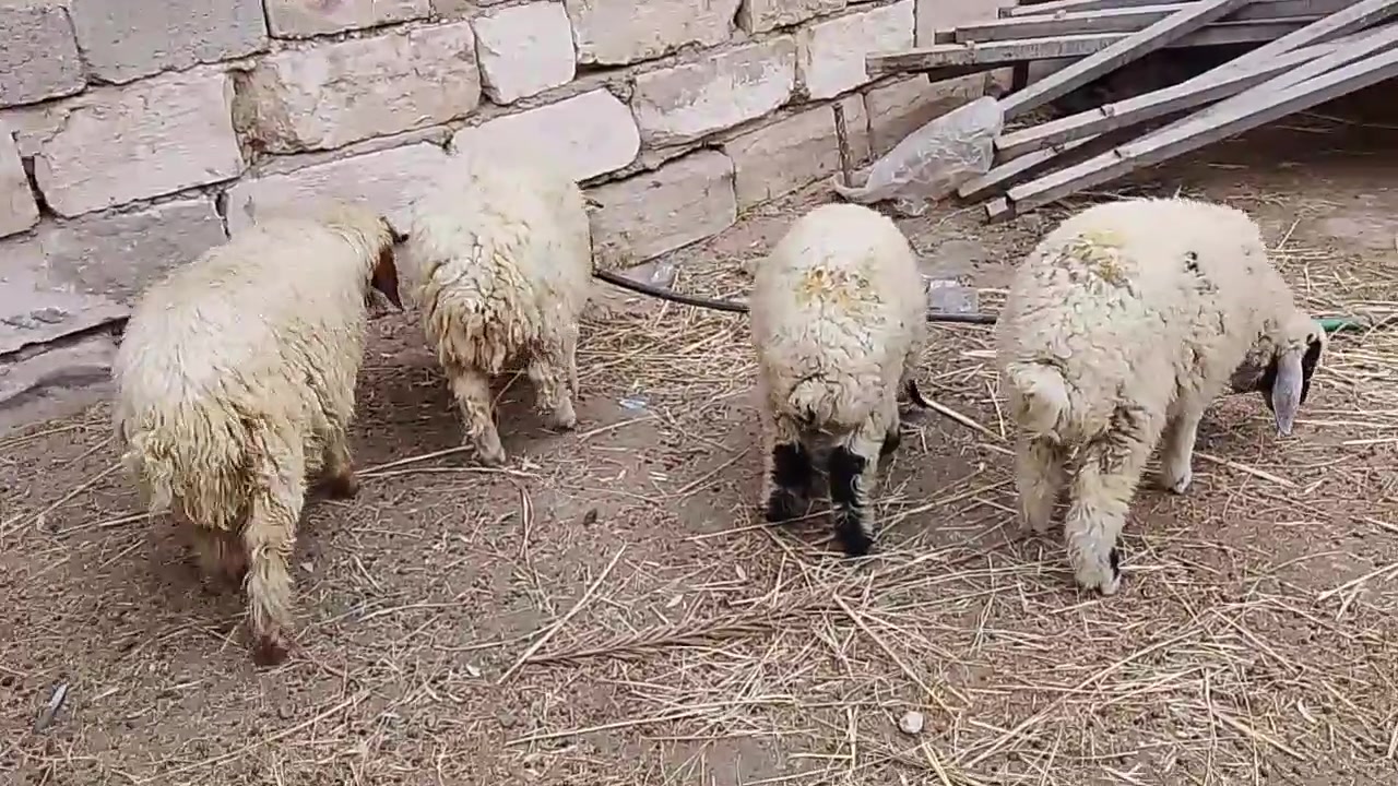 طليان • ٢ • كربلاء الحسينية