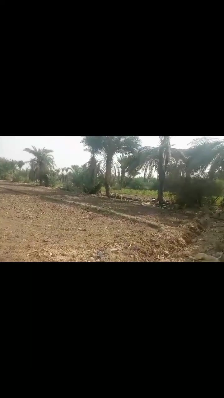 شطره سليم • بستان • بيت ونخل
