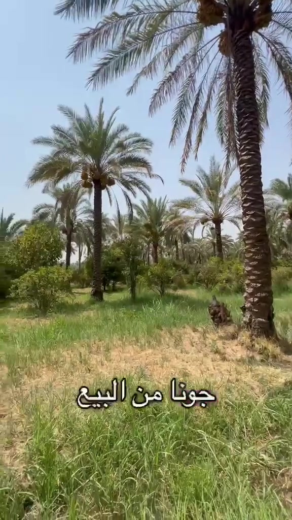 اعلان📢📣✅
سلام عليكم ورحمة الله وبركاتة 
دونم للبيع طابوا ملك صرف تحويل مباشر باسم المشتري في دائره التسجيل العقاري طابوا الزهور 

الواجه.. 35متر 
النزال.. 70 متر 

الخدمات 
ماء اساله ++ماء سقي كل دونم وله كاك خاص ب سقي 

العنوان بغداد الراشديه 

سعر دونم مناسب بعيد عن الأسعار الخاليه في الراشديه 

تكدر تسويلك مزرعه بي ايضا 

التواصل حول معرفه السعر الاتصال
*********** وليد المرعاوي
