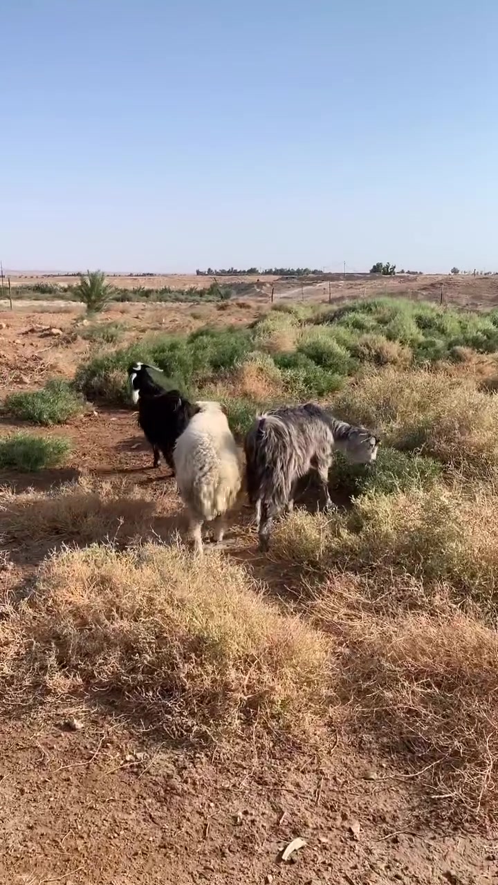 متاح • ثنين • الأنبار