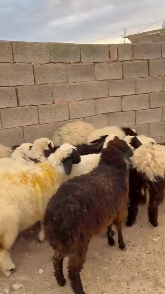 ١٢ فطيمه • مجنوي • الخفاجية