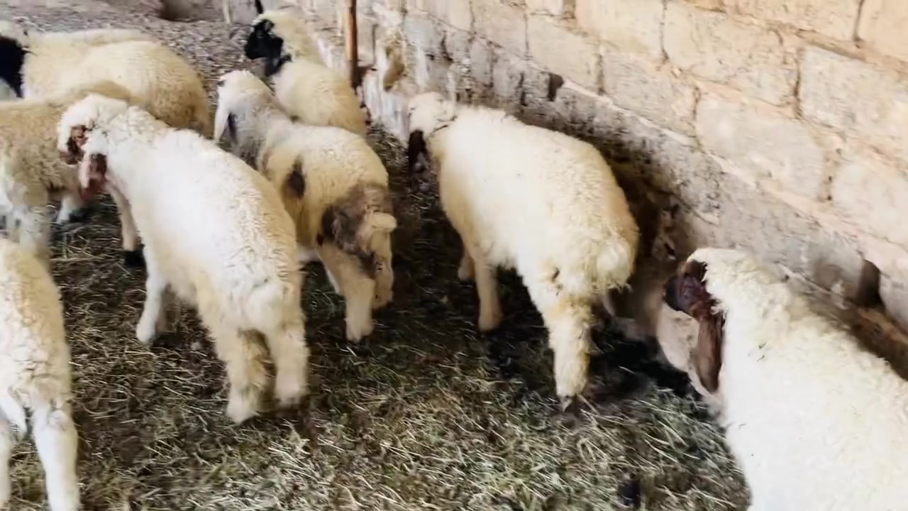 6 طليان+ 3 فطايم شرط النصاحه
سعر الشلع 2100 وبيهن طكة مجال
واذا فردي سعر الزوج 520
المكان العلم سمره
***********
