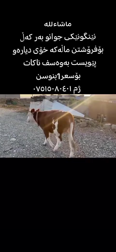 بيت • للبيع • واسع