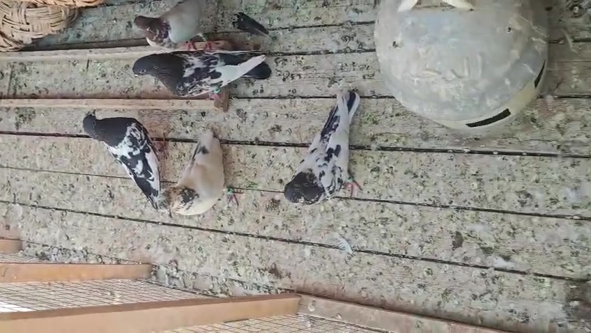 السلام عليكم العازوله للبيع
العنوان بغداد الحبيبة مدينة الصدر 
الرقم : ***********.  /.  يوجد واتساب

