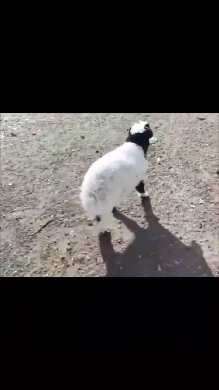 يوجدطلي مال السنةالعنوان
بيجي الحي العصري ***********
***********
