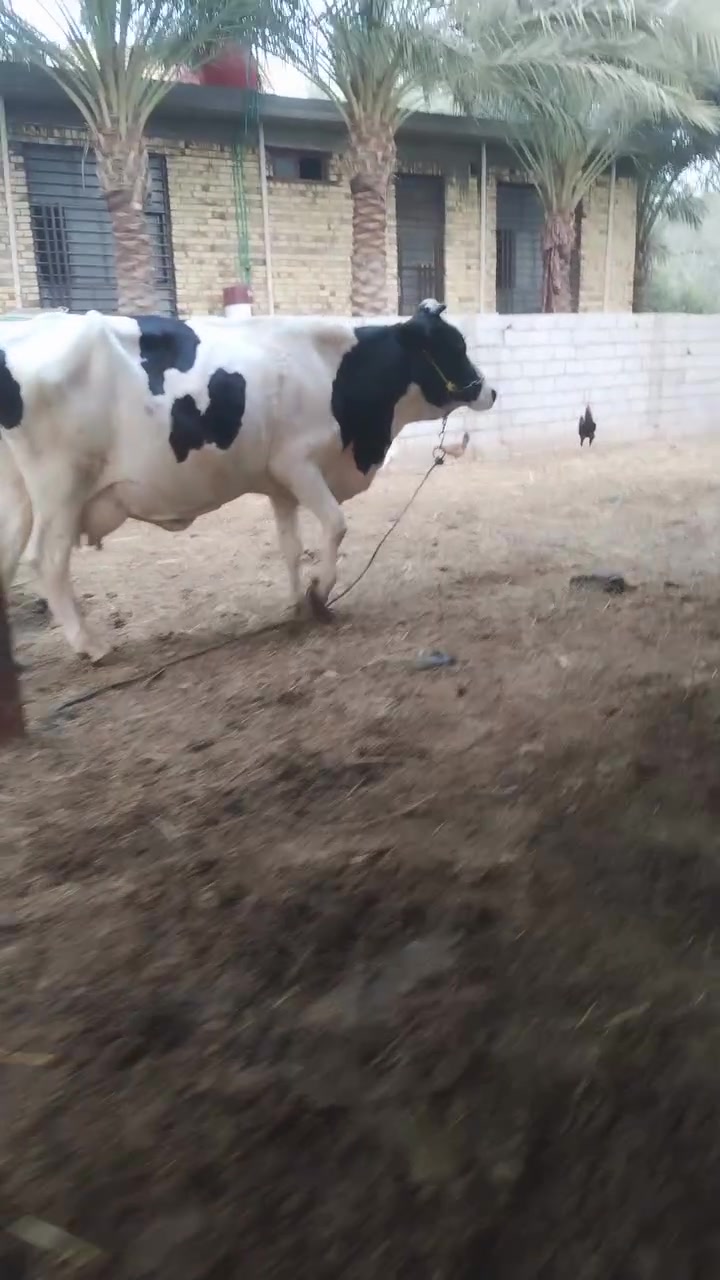 هورشتاين • جاهز يحلب • بابل شوملي